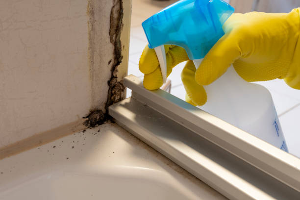 Best Black Mold Removal  in Gibsonville, NC