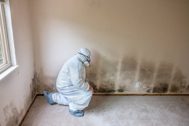 Best Crawl Space Mold Removal  in Gibsonville, NC